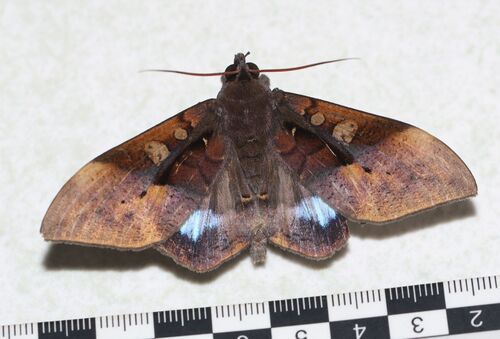 Ischyja manlia