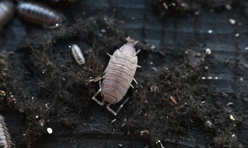 Powder Blue Isopod