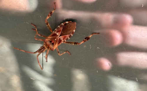 Western Conifer Seed Bug