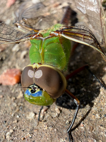Common Green Darner