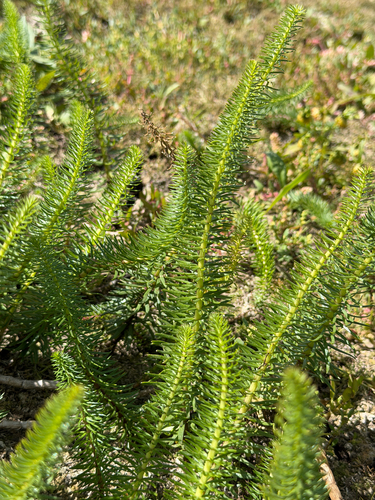 Common Mare's Tail