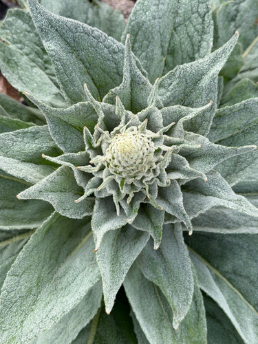 great mullein
