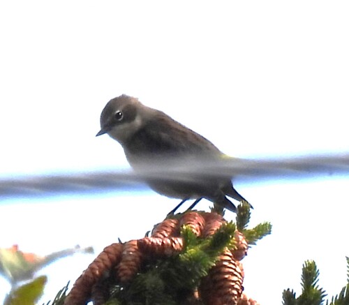Yellow-rumped Warbler