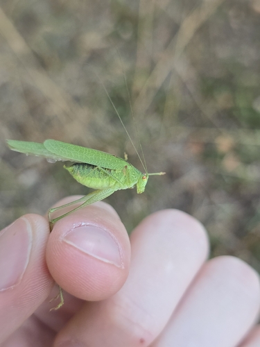 Mediterranean Katydid