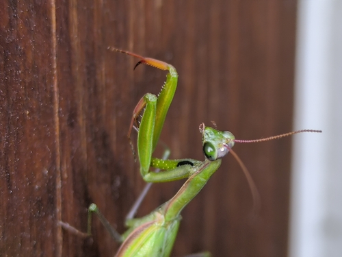 European Mantis
