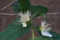 Psidium guajava image