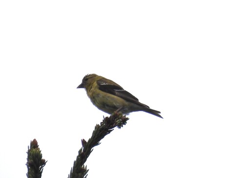 American Goldfinch