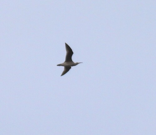 Hudsonian Whimbrel