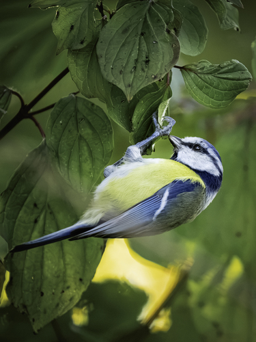 Eurasian Blue Tit