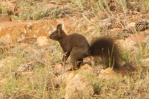 Abert's Squirrel