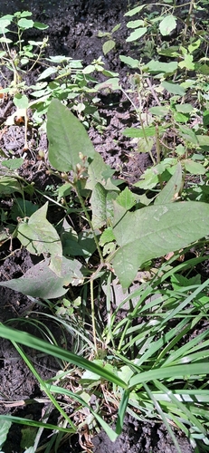halberd-leaved tearthumb
