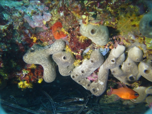 Kidney Sponge