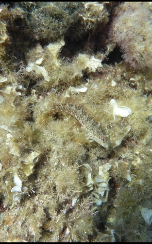 Ringneck Blenny