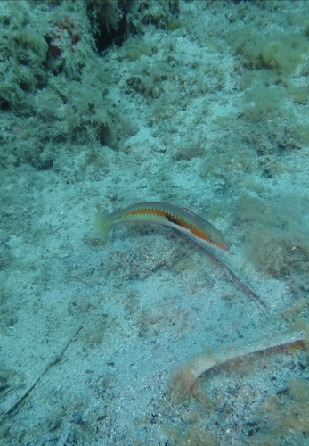 Mediterranean Rainbow Wrasse