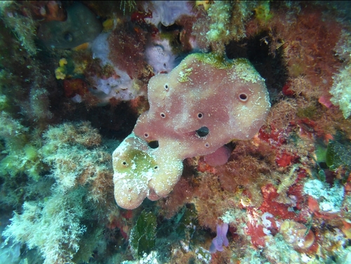 Stony Sponge