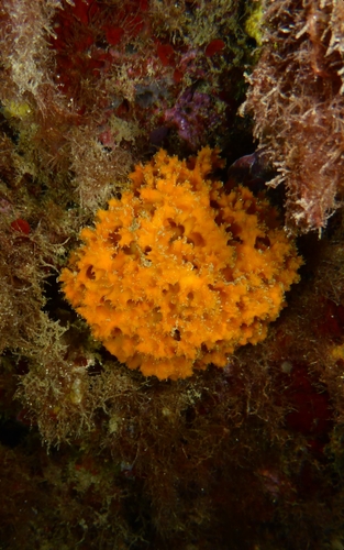 Orange Lumpy Sponge