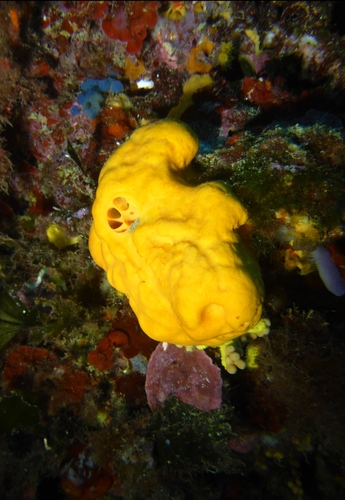 Orange Crater Sponge