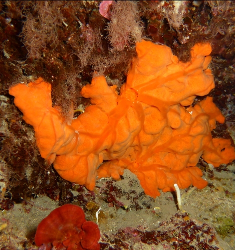 Spirastrella cunctatrix