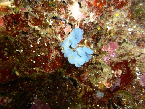Flesh Sponge