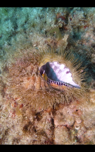 Giant Hairy Triton Snail