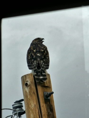 Red-shouldered Hawk