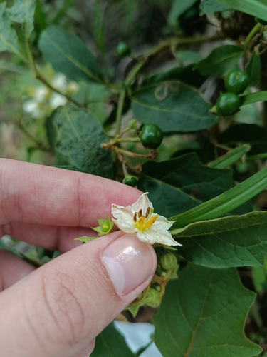 Solanum guaraniticum