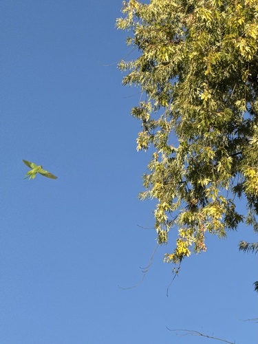 Rose-ringed Parakeet