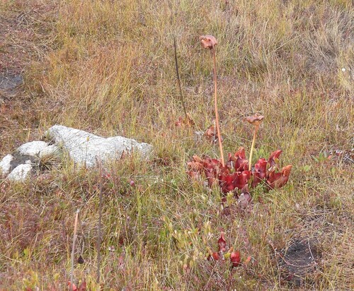 purple pitcher plant