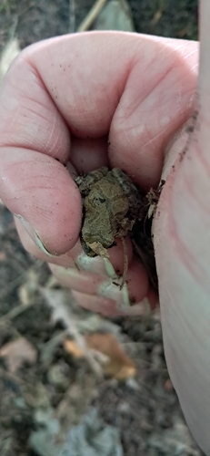 Spring Peeper