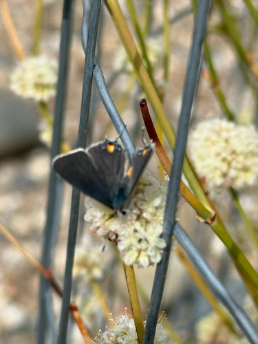 Gray Hairstreak