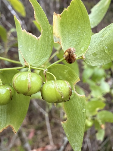 Cape Smilax