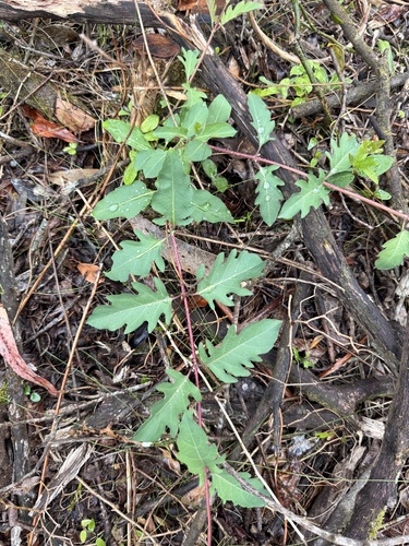 Japanese honeysuckle