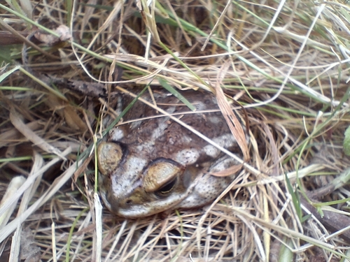 Argentine Toad