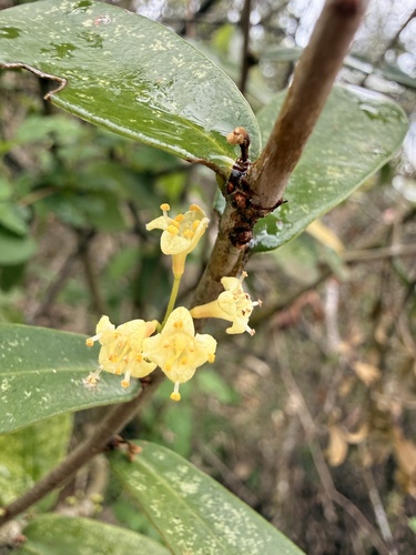 Daphnopsis racemosa