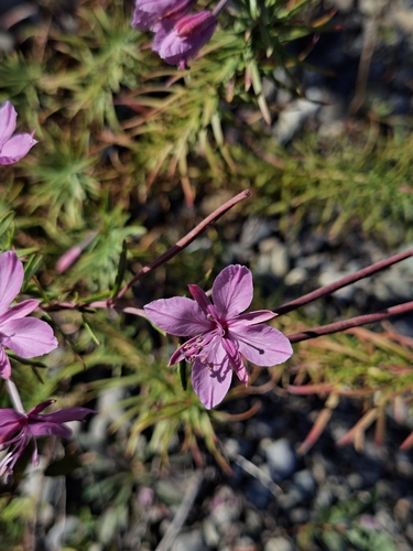 Rosemary-leaved Willowherb