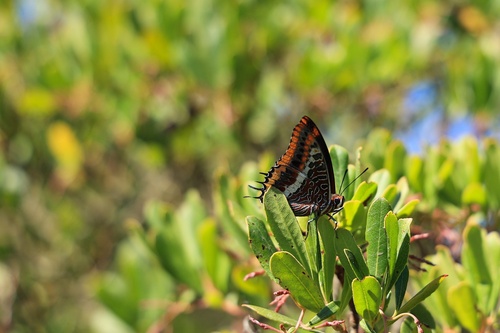 Two-tailed Pasha
