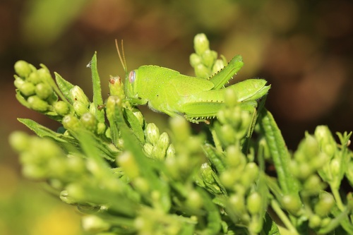 Egyptian Bird Grasshopper