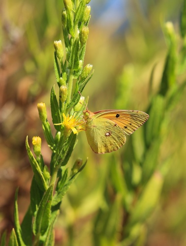 Clouded Yellow