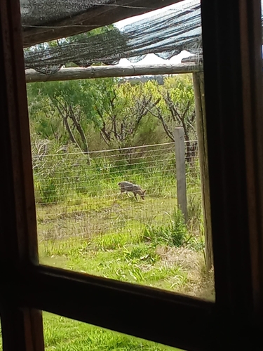 Pampas Fox