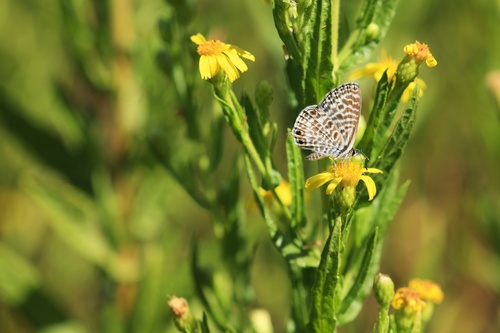 Lang's Short-tailed Blue