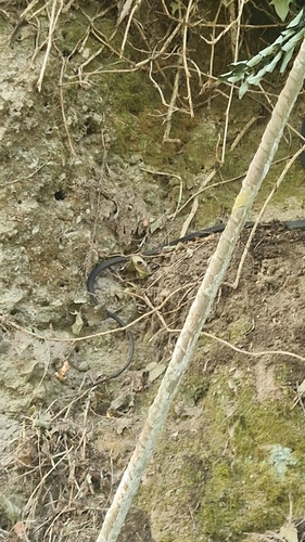 Green Whip Snake