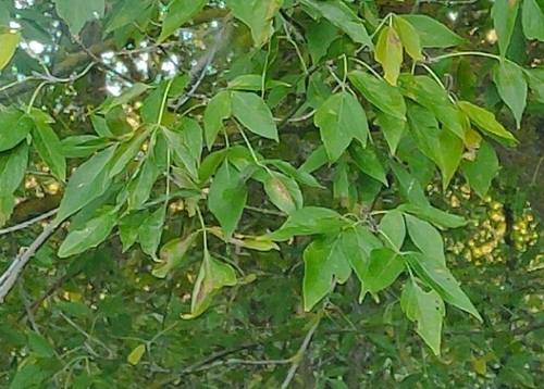 box elder