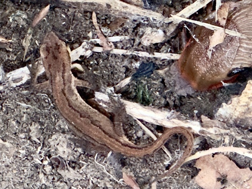Palmate Newt