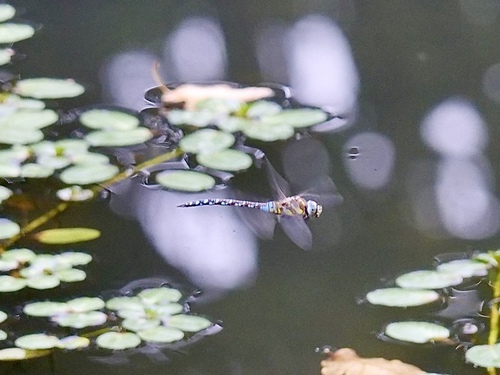 Migrant Hawker