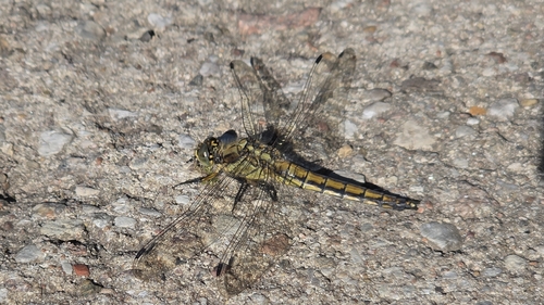 Black-tailed Skimmer