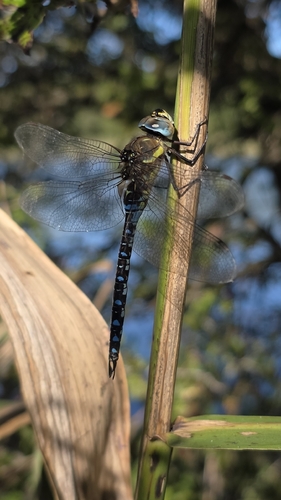 Migrant Hawker
