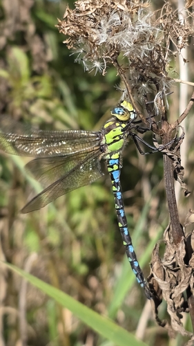 Southern Hawker