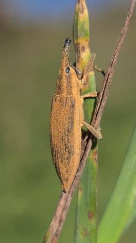 Lixus iridis