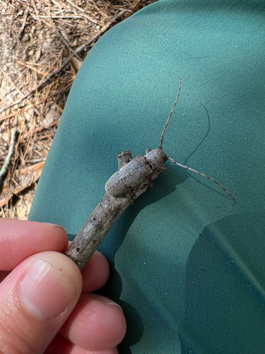 Eastern Twig Girdler