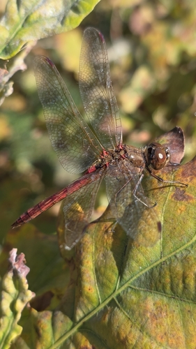 Vagrant Darter